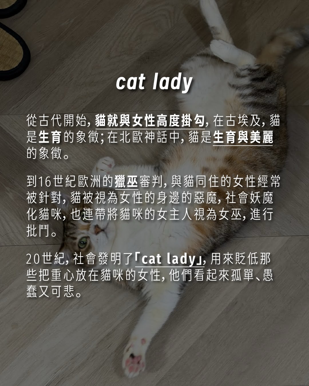 #女士優先 中，為什麼戴米恩養的是貓？ 圖片 3