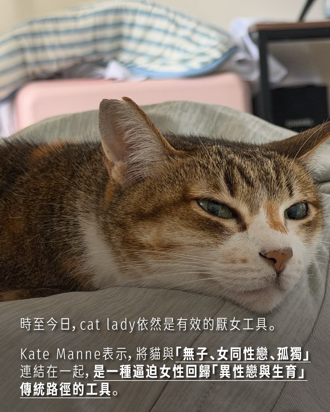 #女士優先 中，為什麼戴米恩養的是貓？ 圖片 4