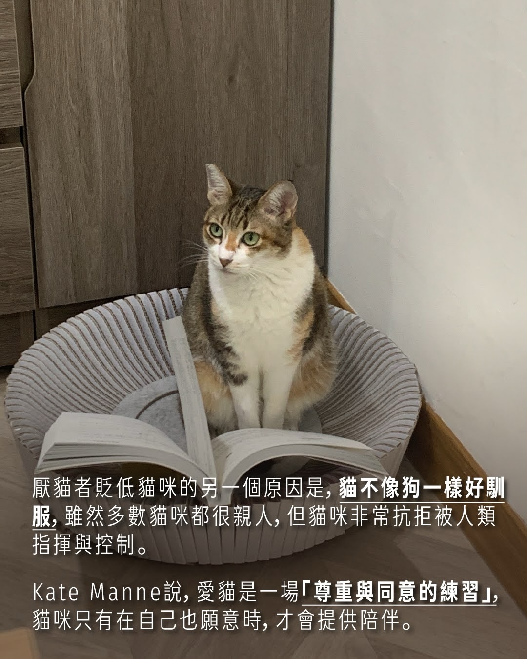 #女士優先 中，為什麼戴米恩養的是貓？ 圖片 5