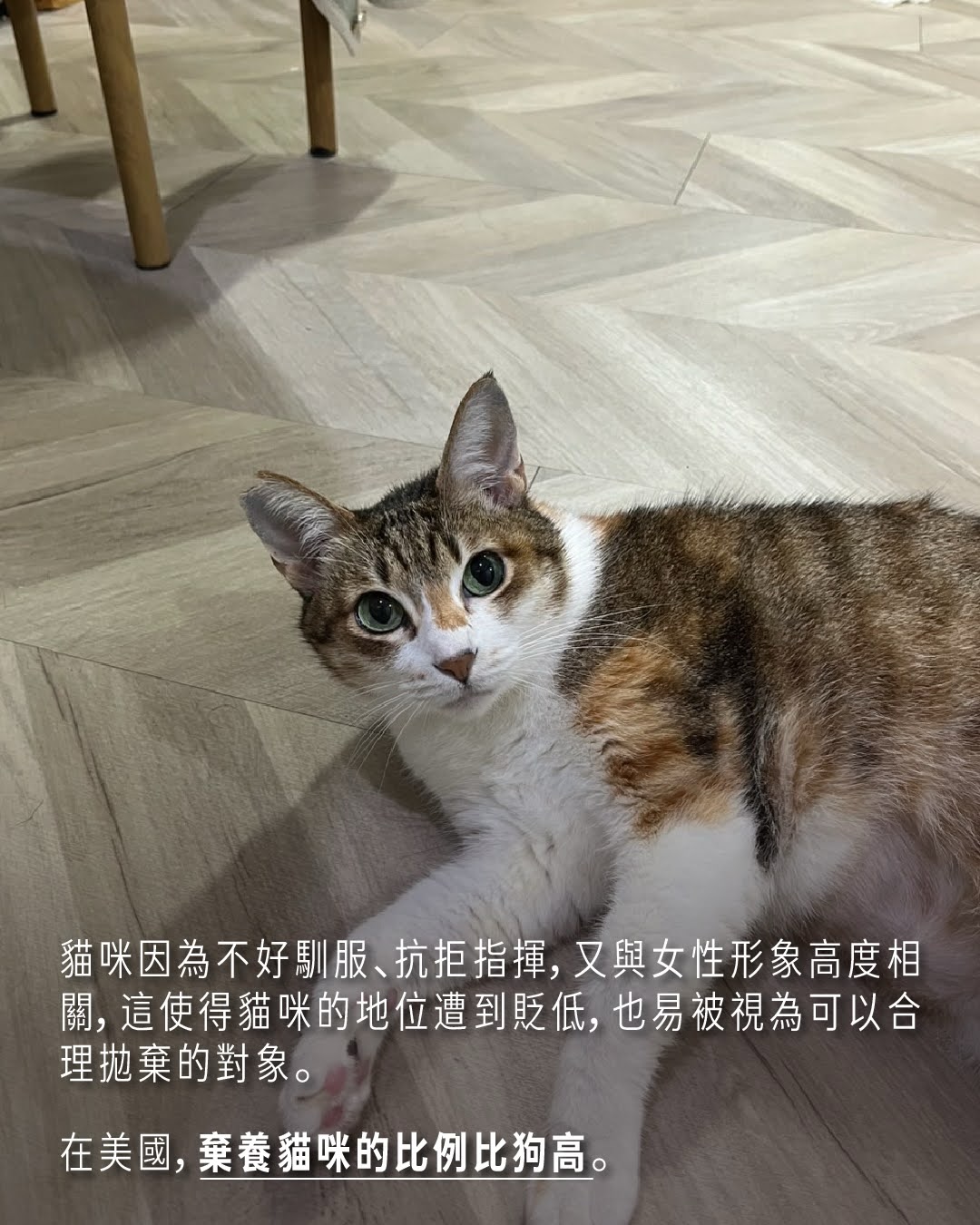 #女士優先 中，為什麼戴米恩養的是貓？ 圖片 6