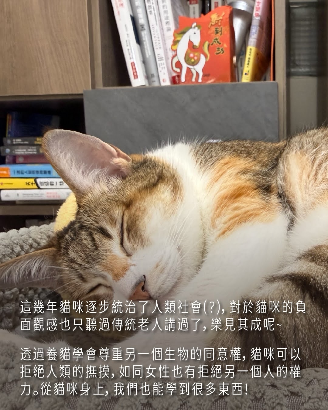 #女士優先 中，為什麼戴米恩養的是貓？ 圖片 9